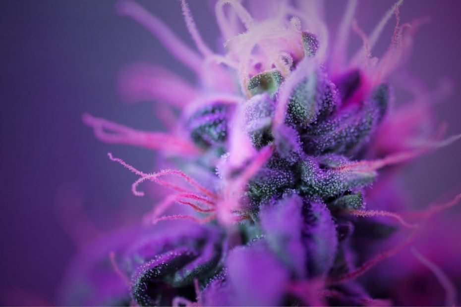 Fake purple weed