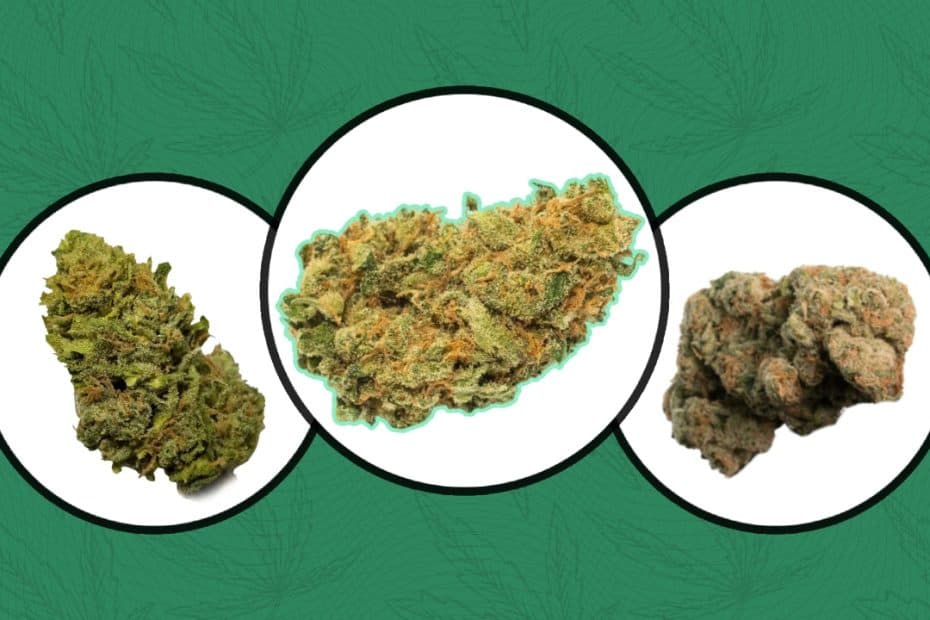 How to Tell hemp buds from other cannabis
