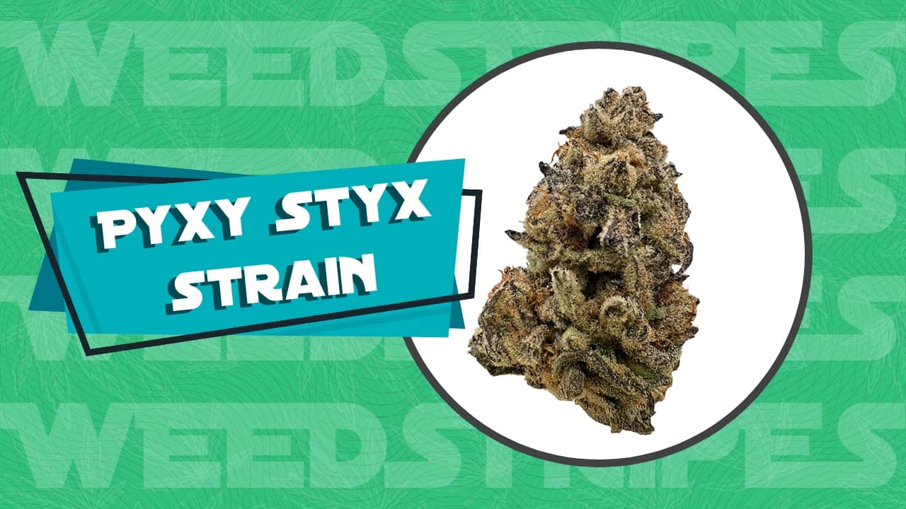 Pyxy Styx strain review and info