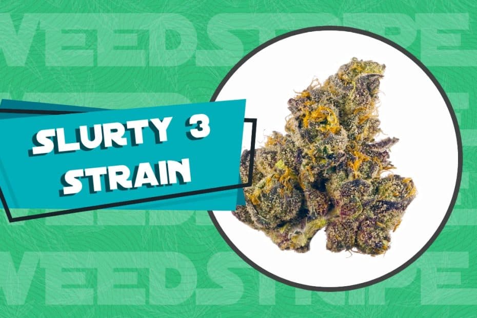 Slurty 3 strain review and info
